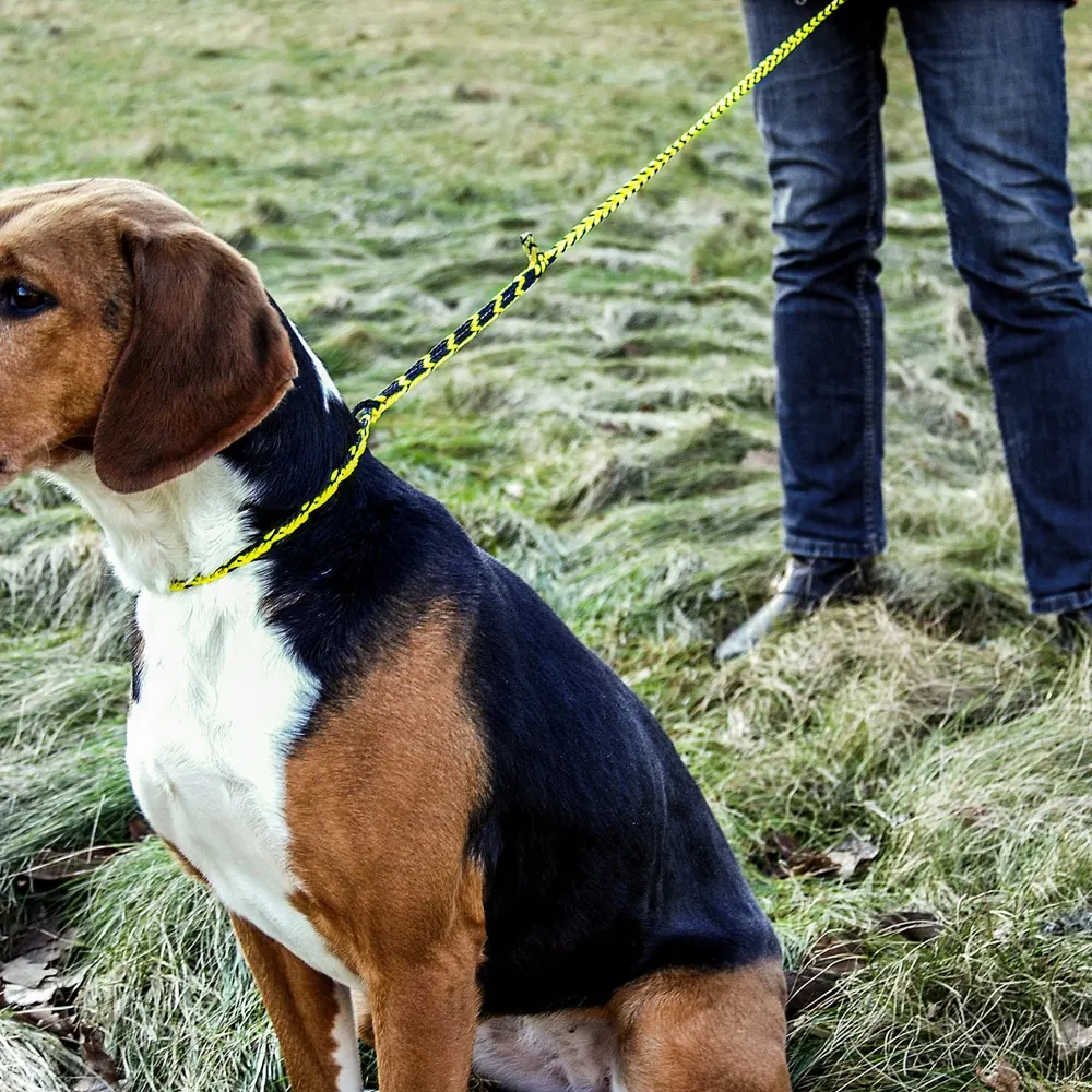 Dog leash